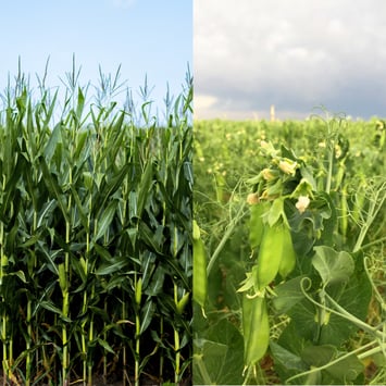 Corn grows in field next to peas growing in field