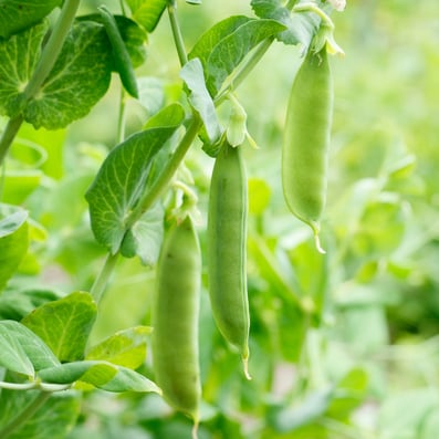 PURIS peas hang in field waiting to be harvested and turned into pea protein powder