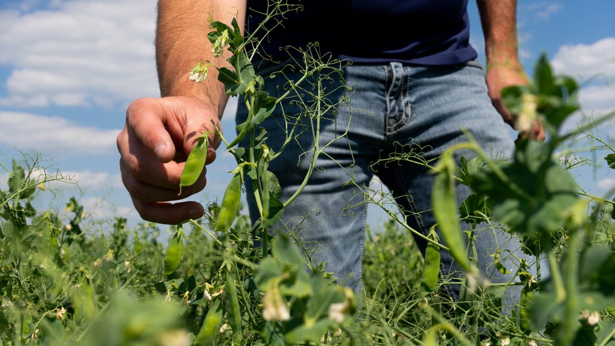 Farmer in jeans and short sleeve touches pea tendril in farm field