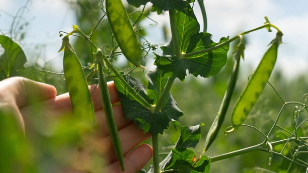 Holding pea plant in field
