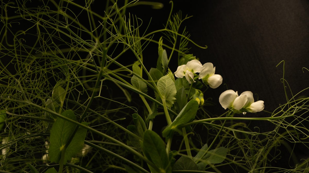 Close up of white pea shoot with green tendrils on black background