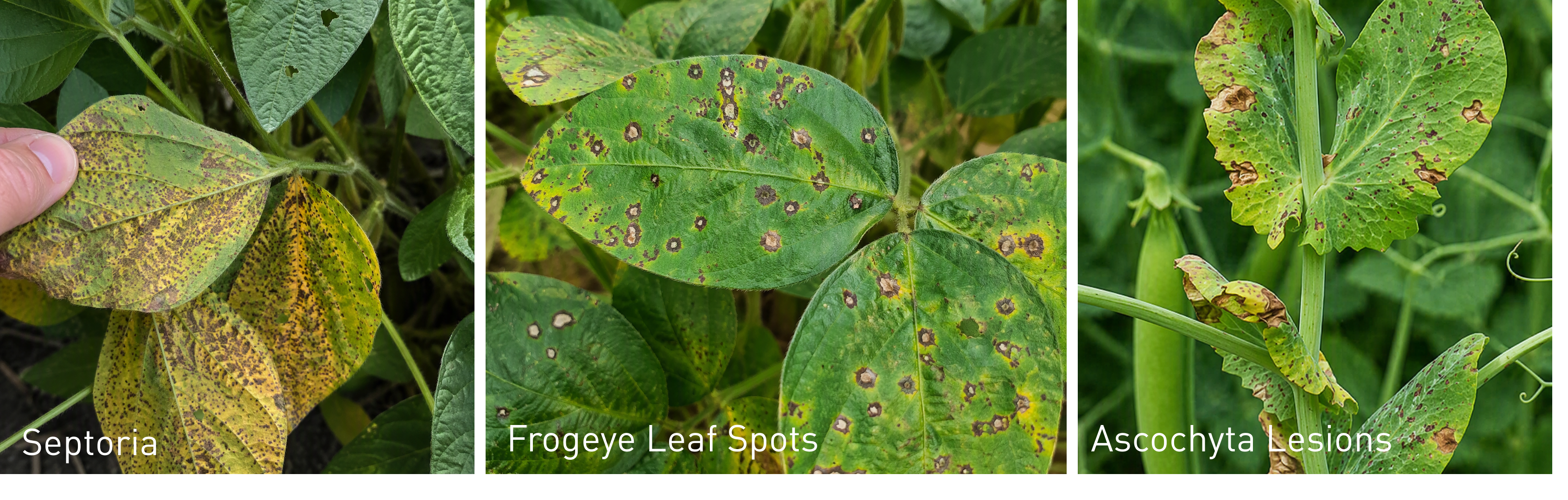 Crop Disease 1