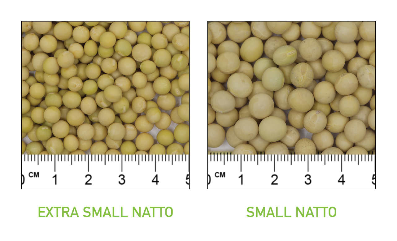 Extra small and small natto soybeans side-by-side with ruler running underneath