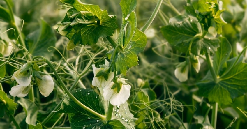 PURIS Blog Images Peas-05