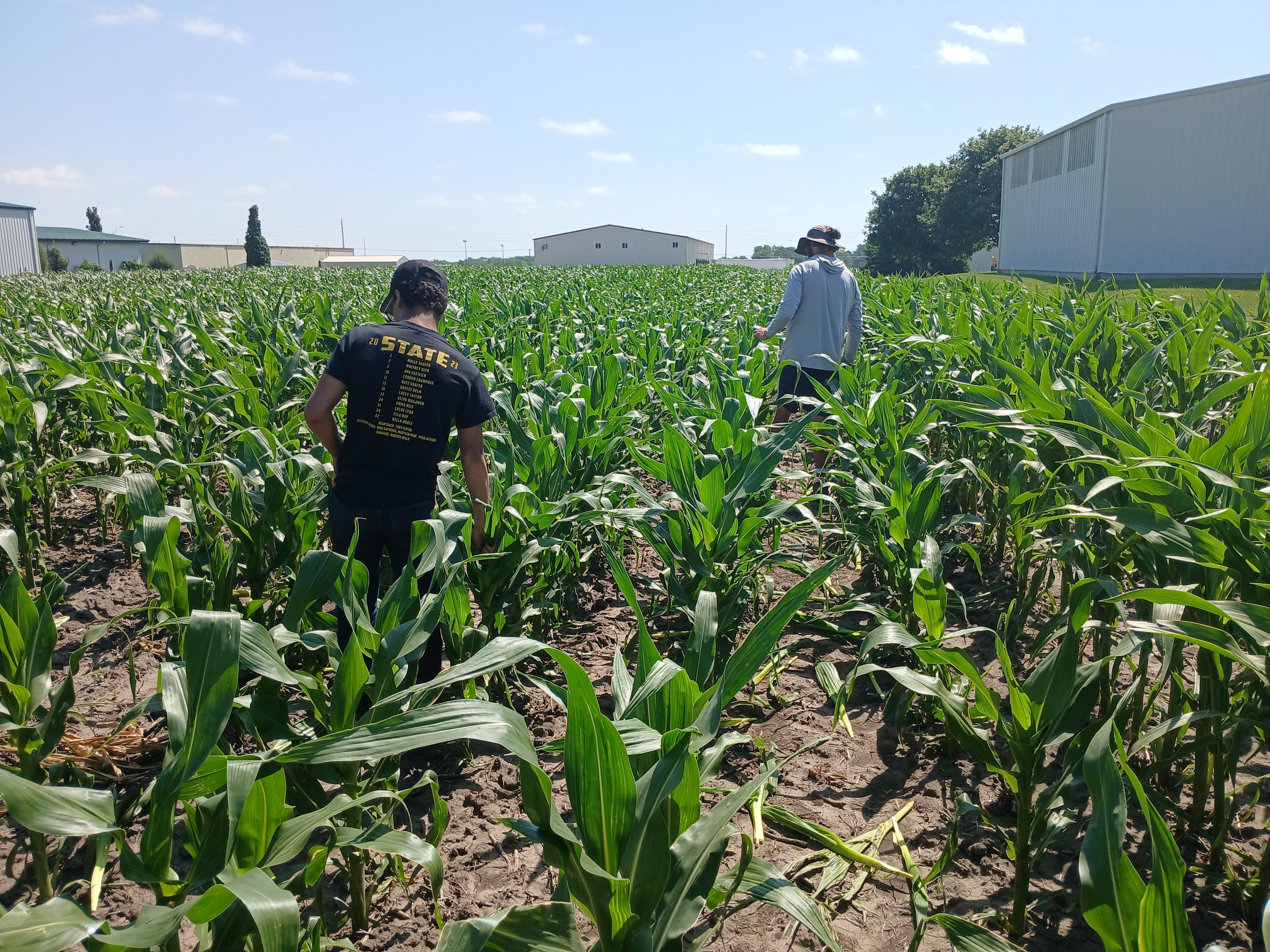 PURIS Corn at Oskaloosa 2