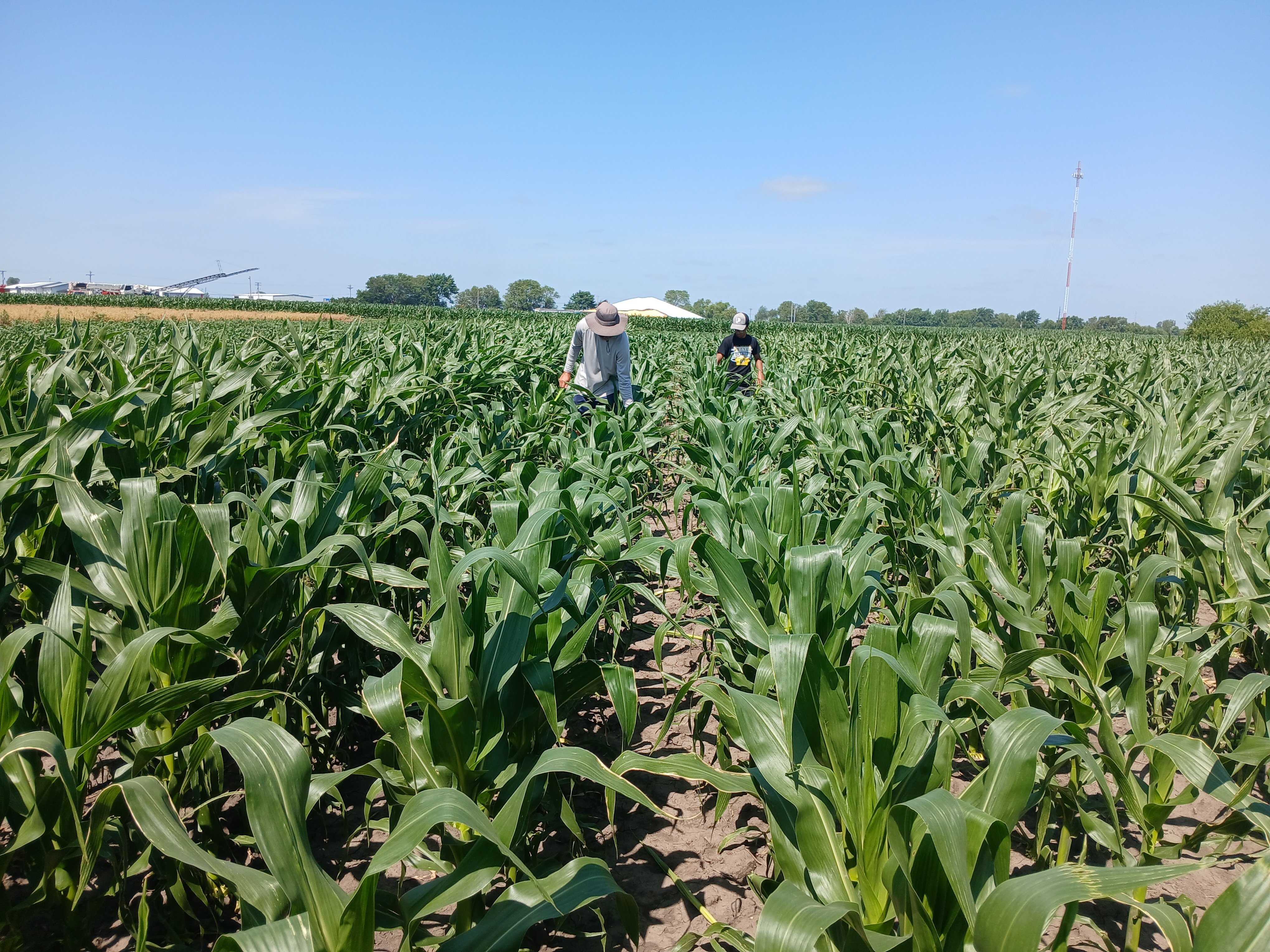 PURIS Corn at Oskaloosa
