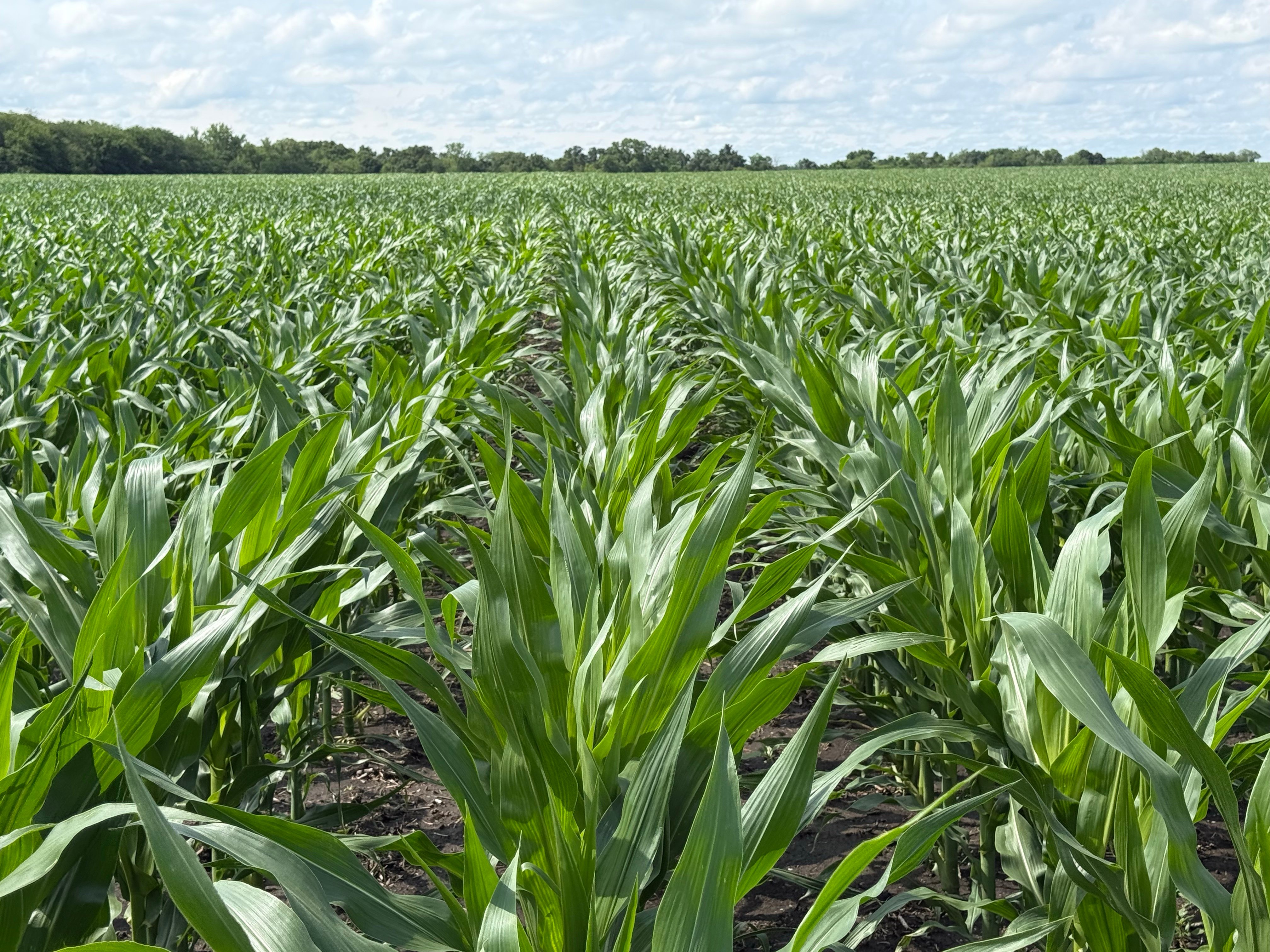 PURIS Non-Gmo Corn Field