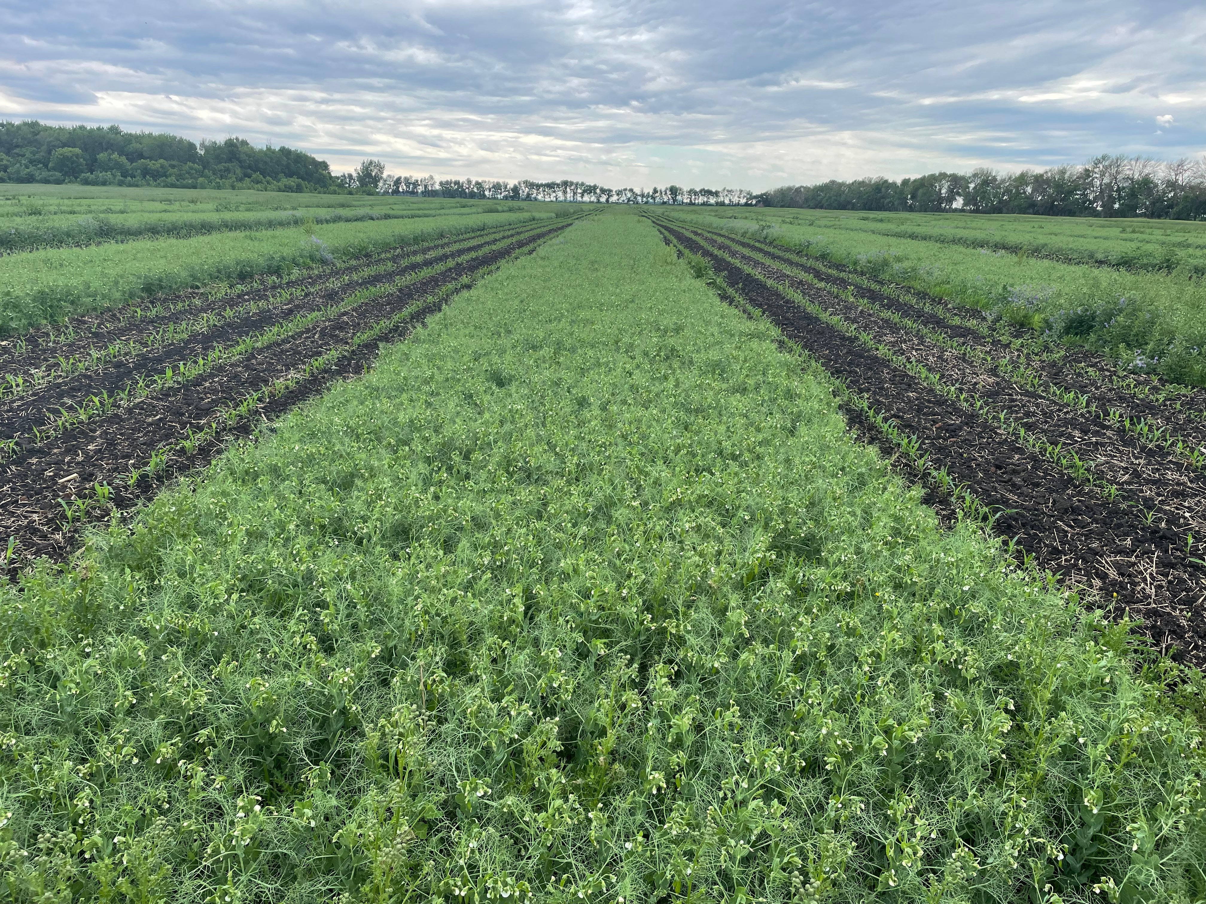 PURIS Peas with strip farming of corn