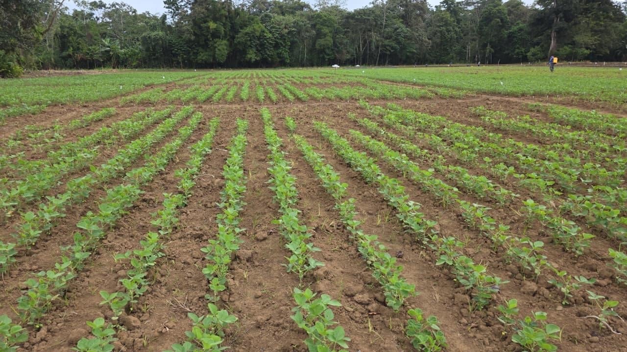PURIS Winter Nursery Costa Rica