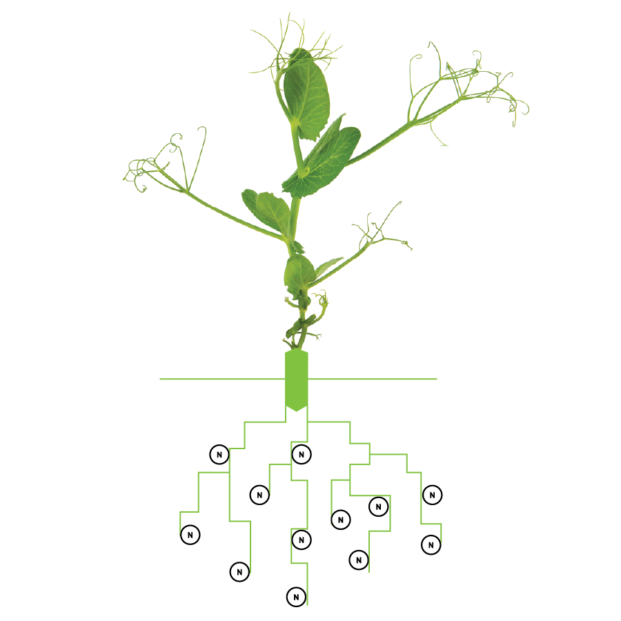 Pea Root with Nodules-02-02
