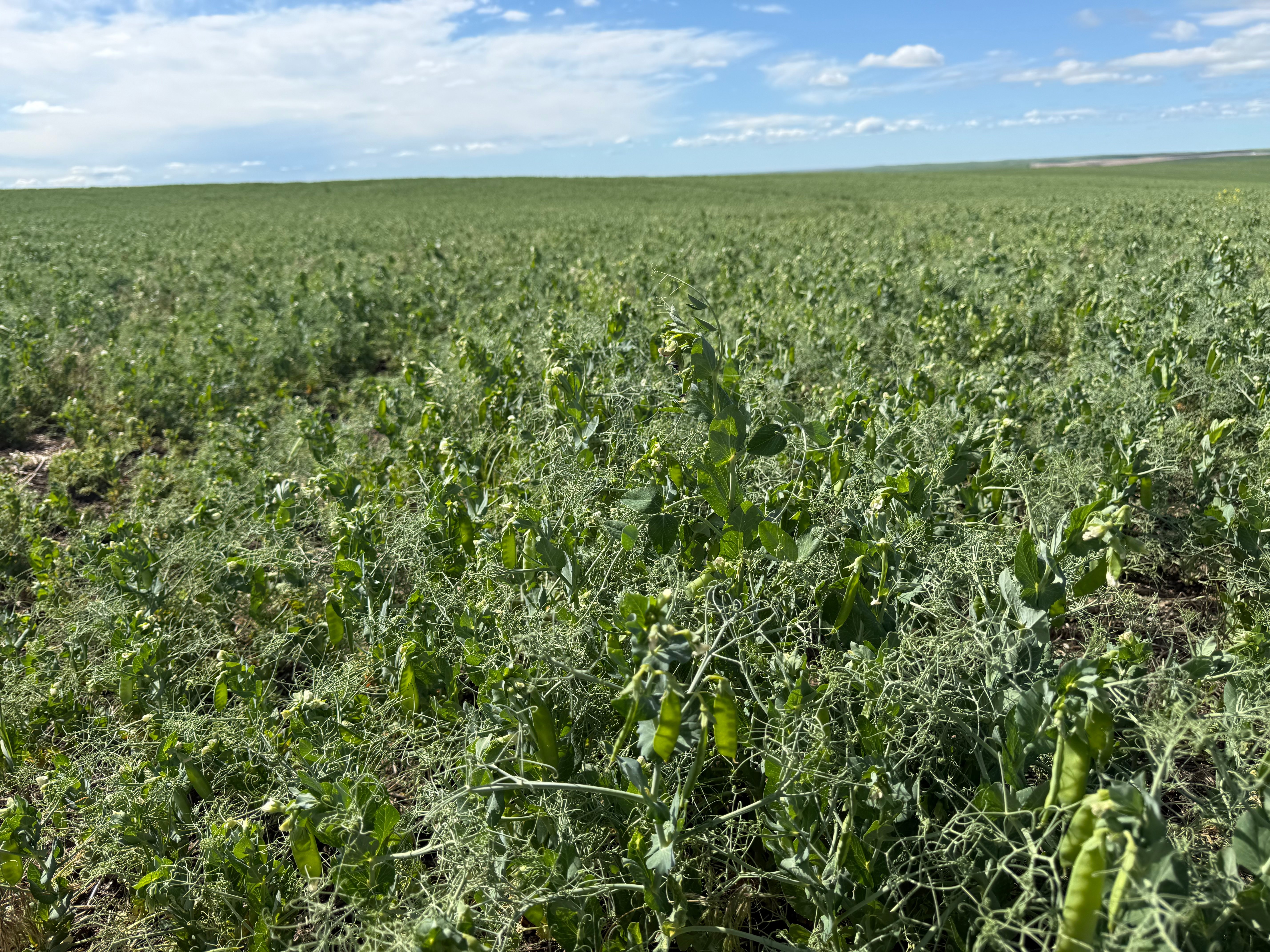 Peas Deadwood