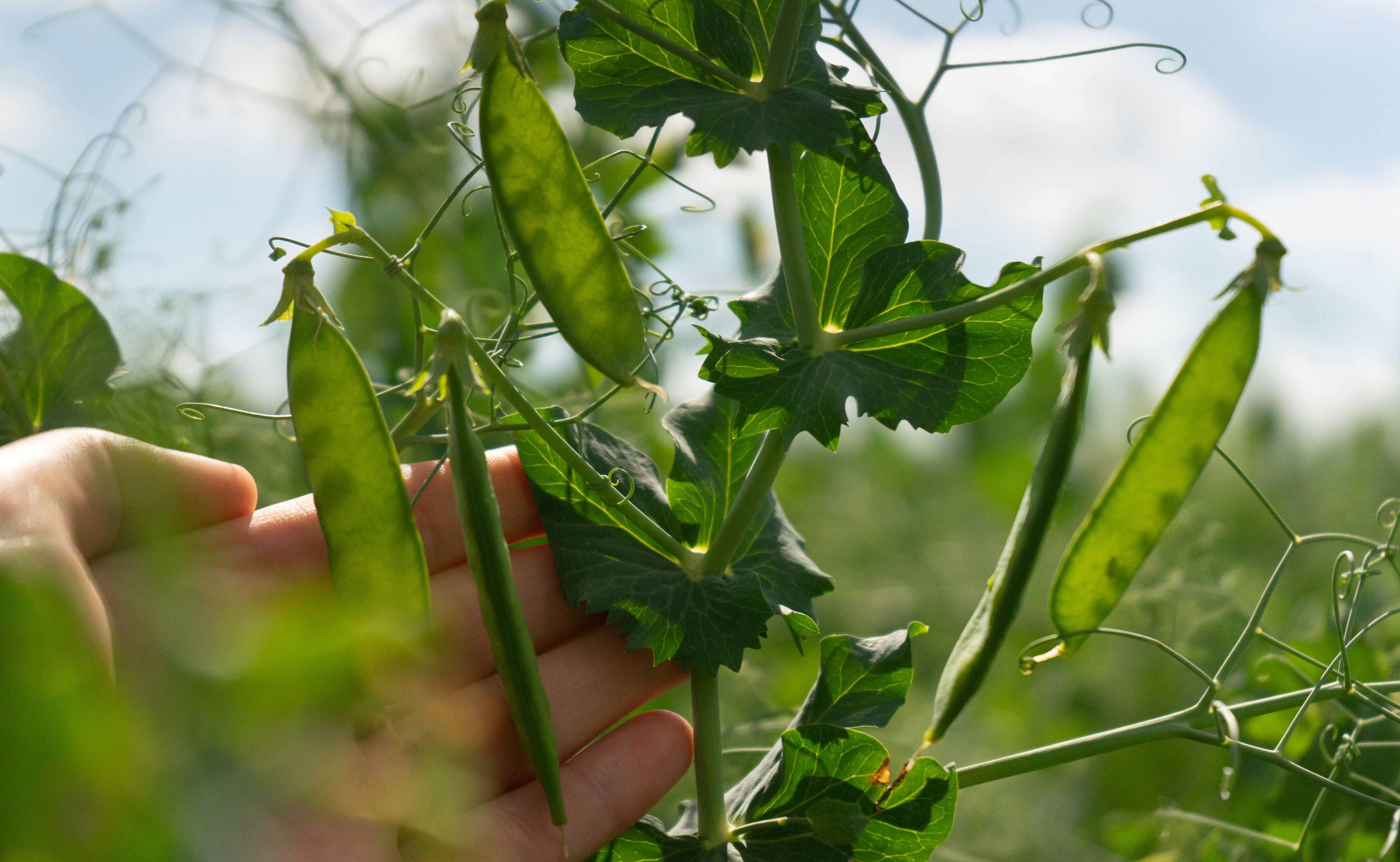 An image of a farmer's hand holding a pea plant stem