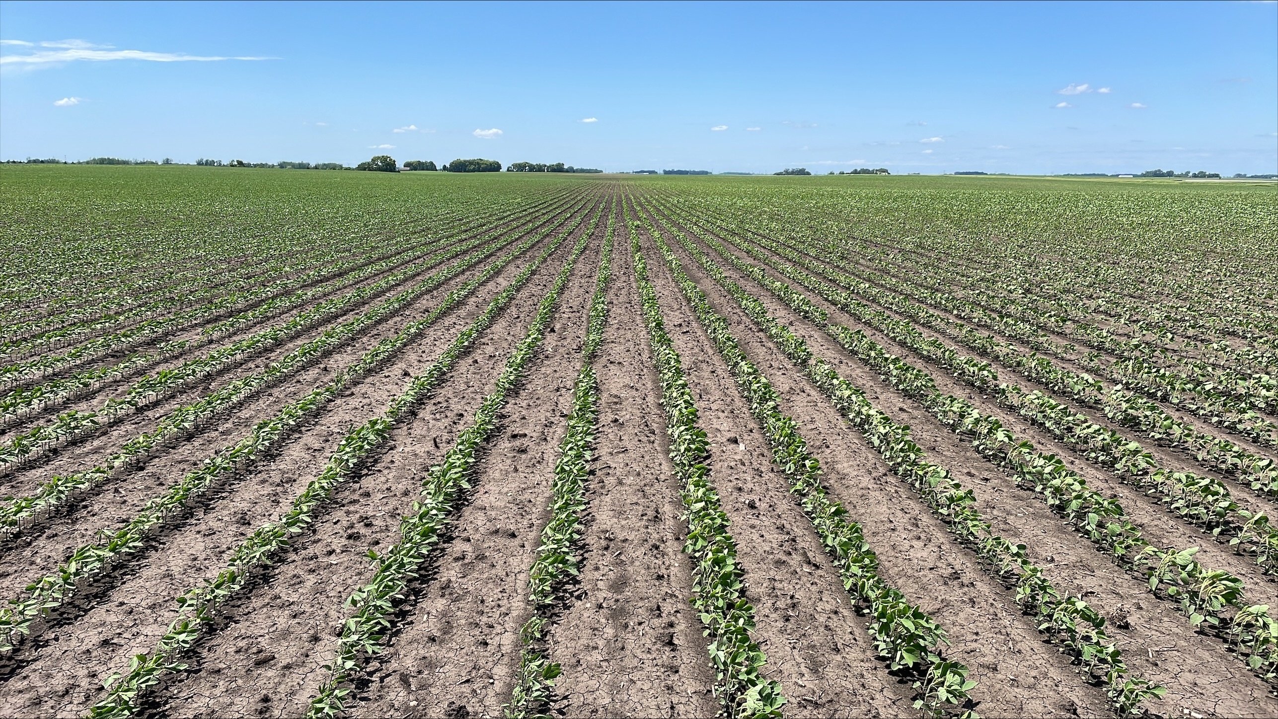 Rows of Soybeans