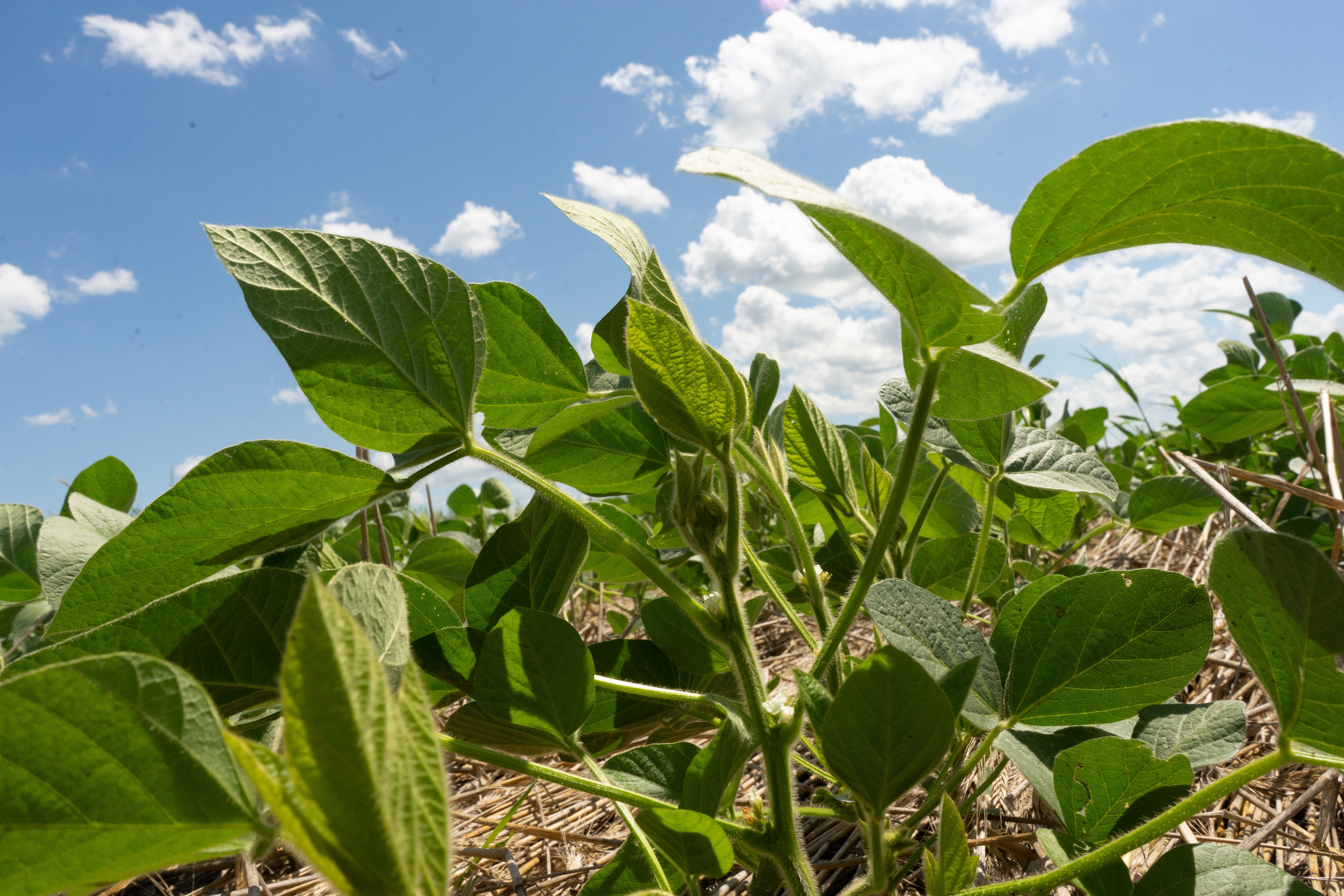 a close up of a soy plant