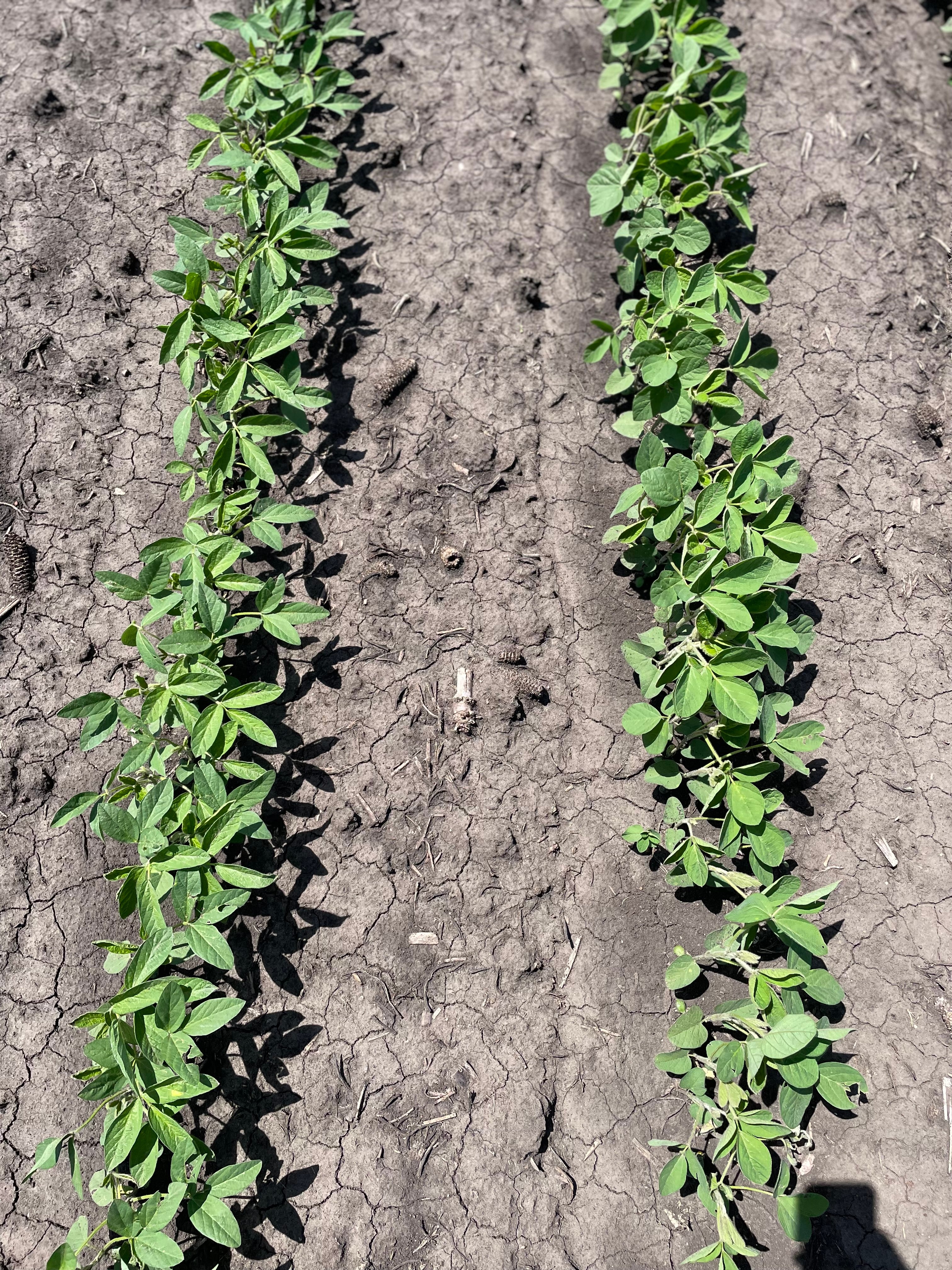 Soy Increases Ps134 and PS091