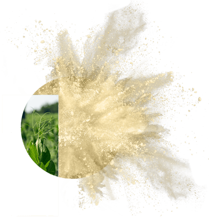PURIS pea protein powder explodes out of yellow field pea in farm field.