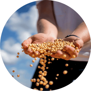 A person is holding a handful of soybeans that are being tossed into the air.