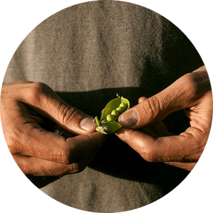 farmer-opening-pea