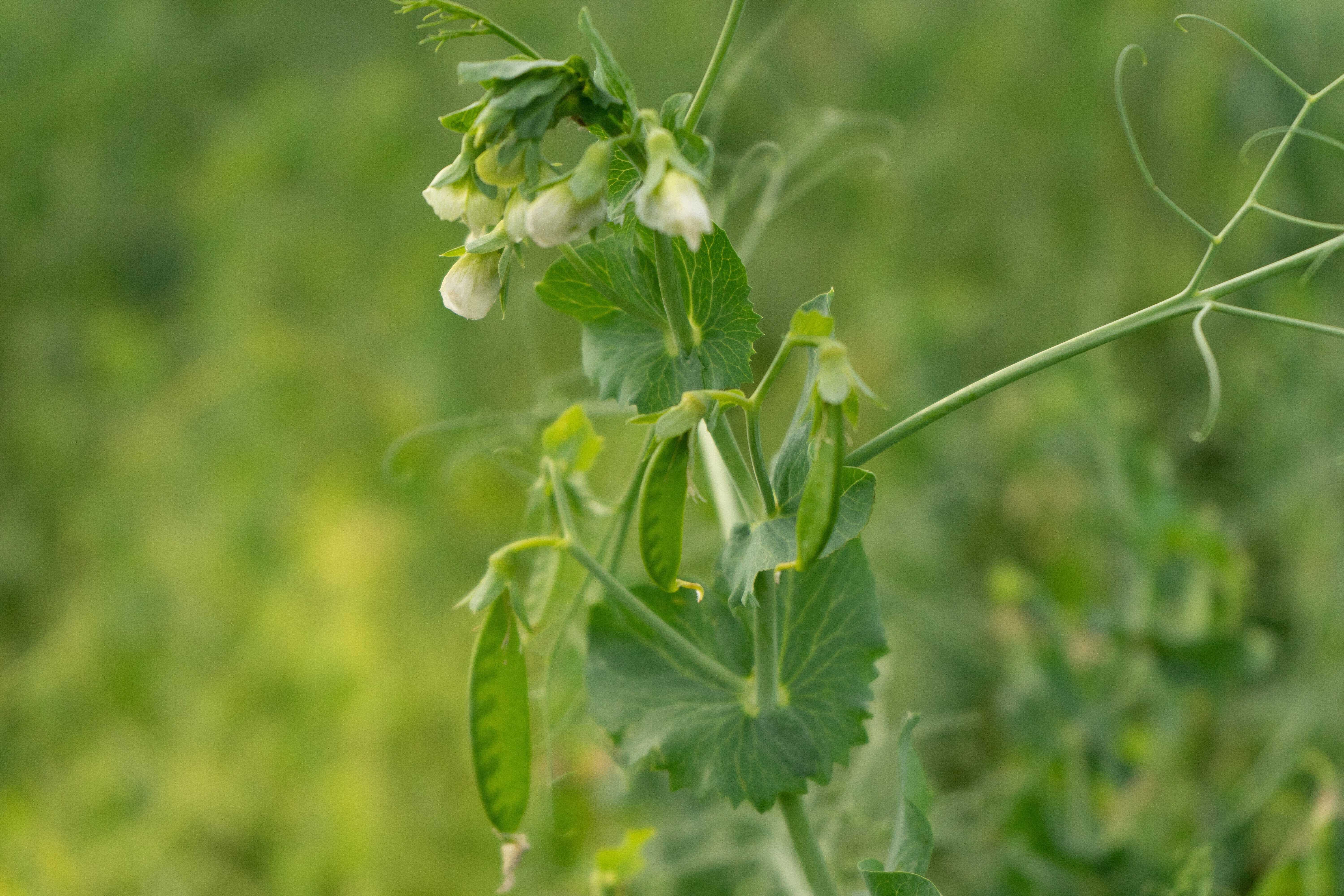 optimized-Pea Pods Flower