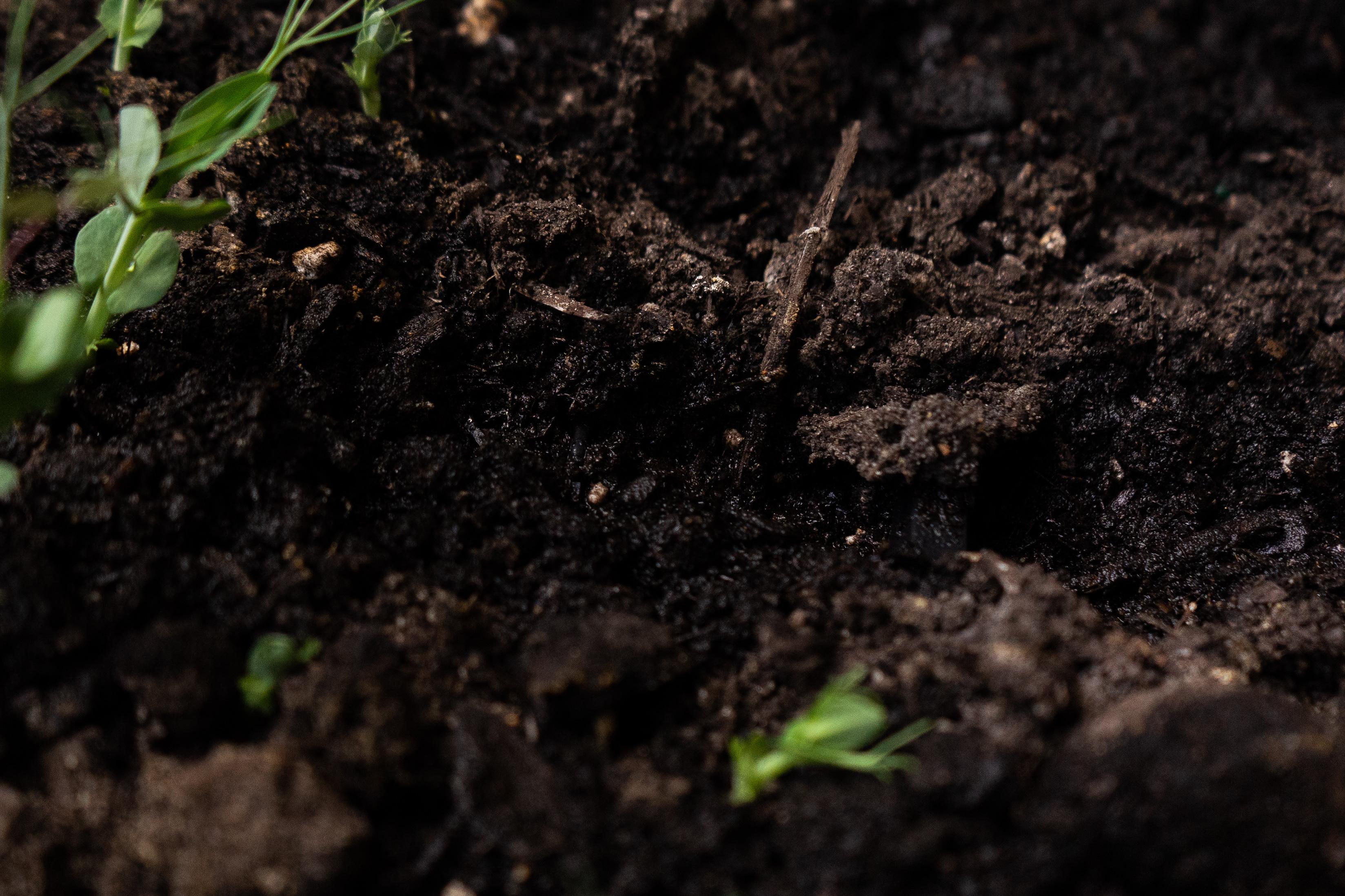 It's not dirt, it's soil.