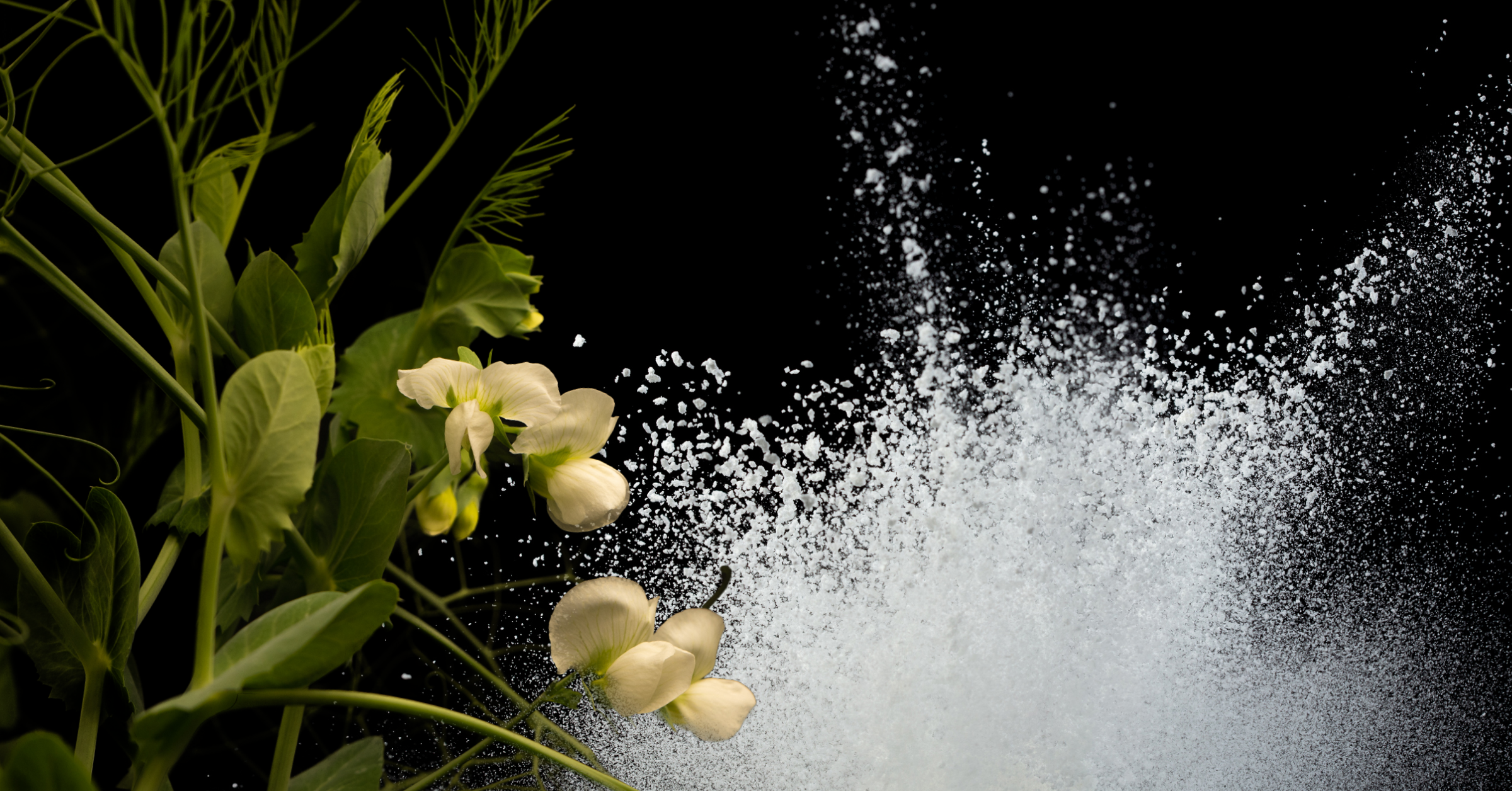 How Pea Protein Isolate Functions Across Food Applications