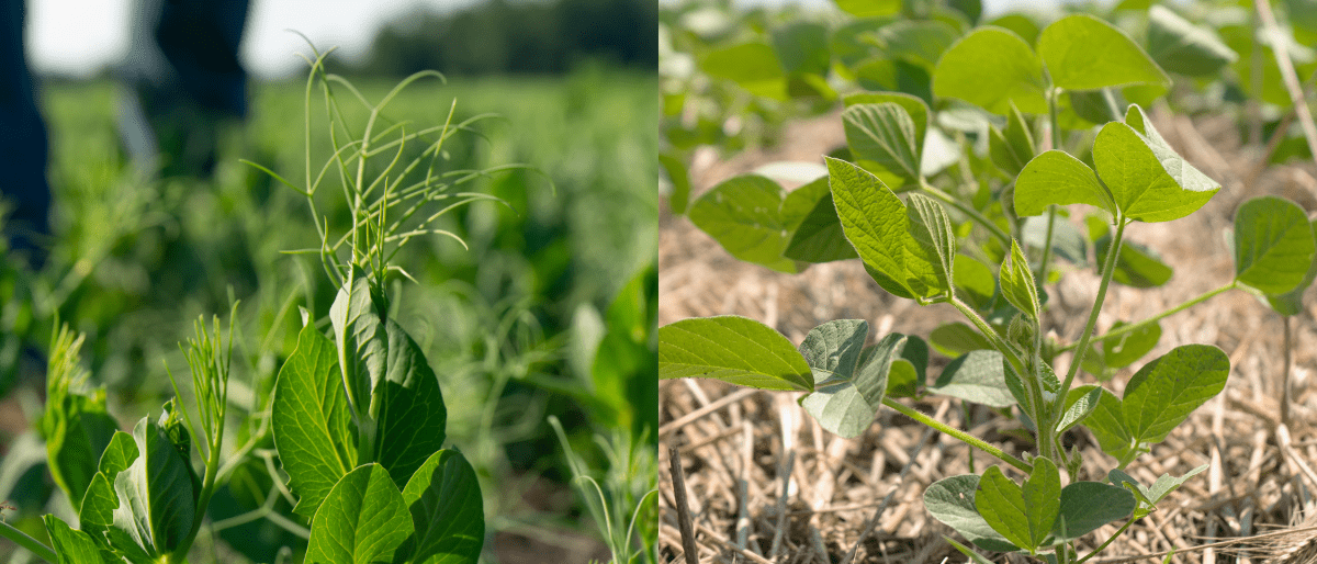Early-Season Crop Diseases to Watch in Soybeans and Yellow Field Peas