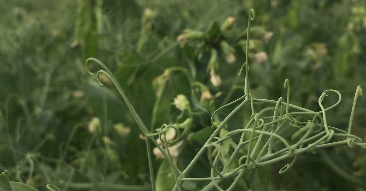 Peas can reverse climate change | Regenerative Agriculture | Regenerative Food Ingredients | PURIS