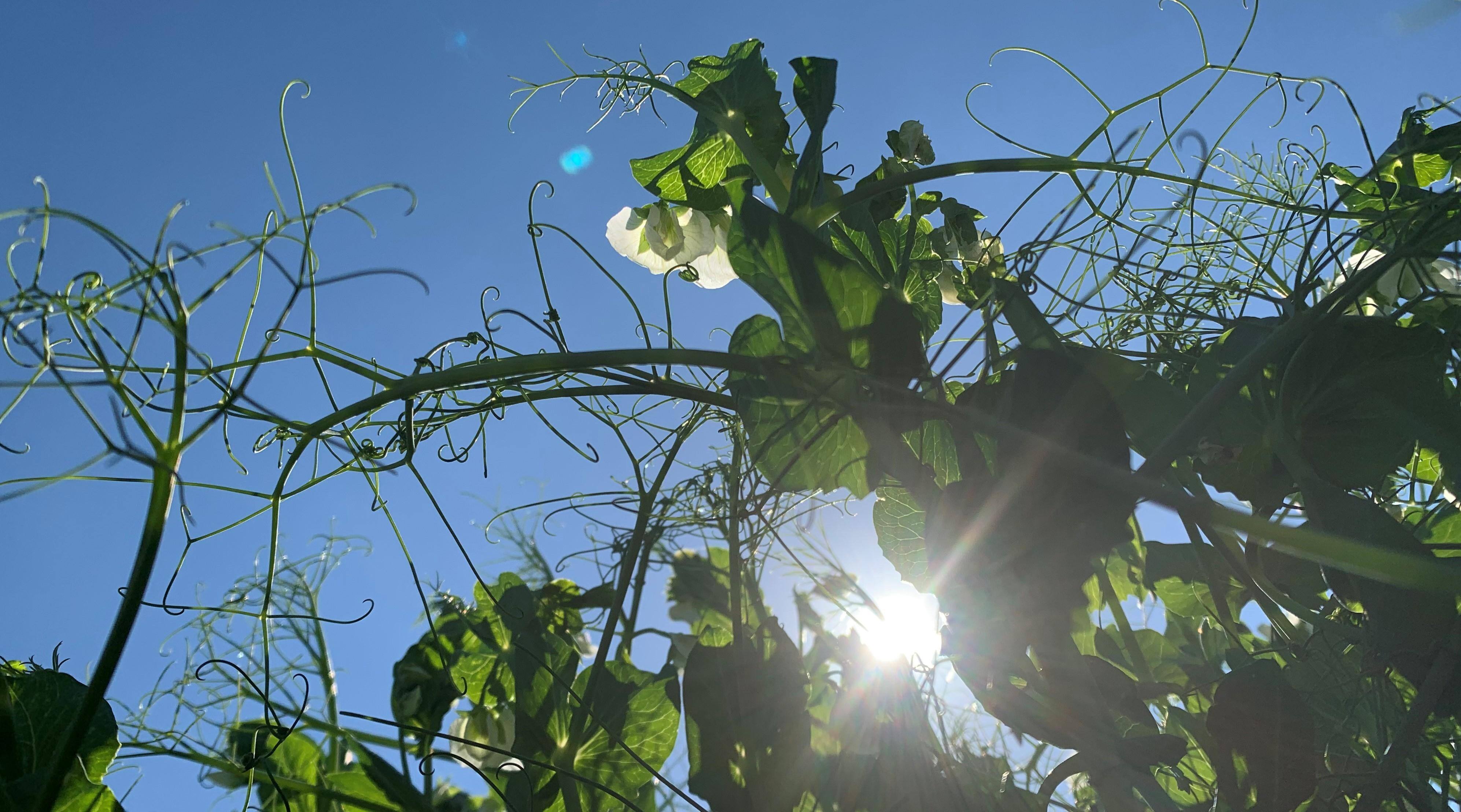 Regenerative Agriculture is the Solution [VIDEO]