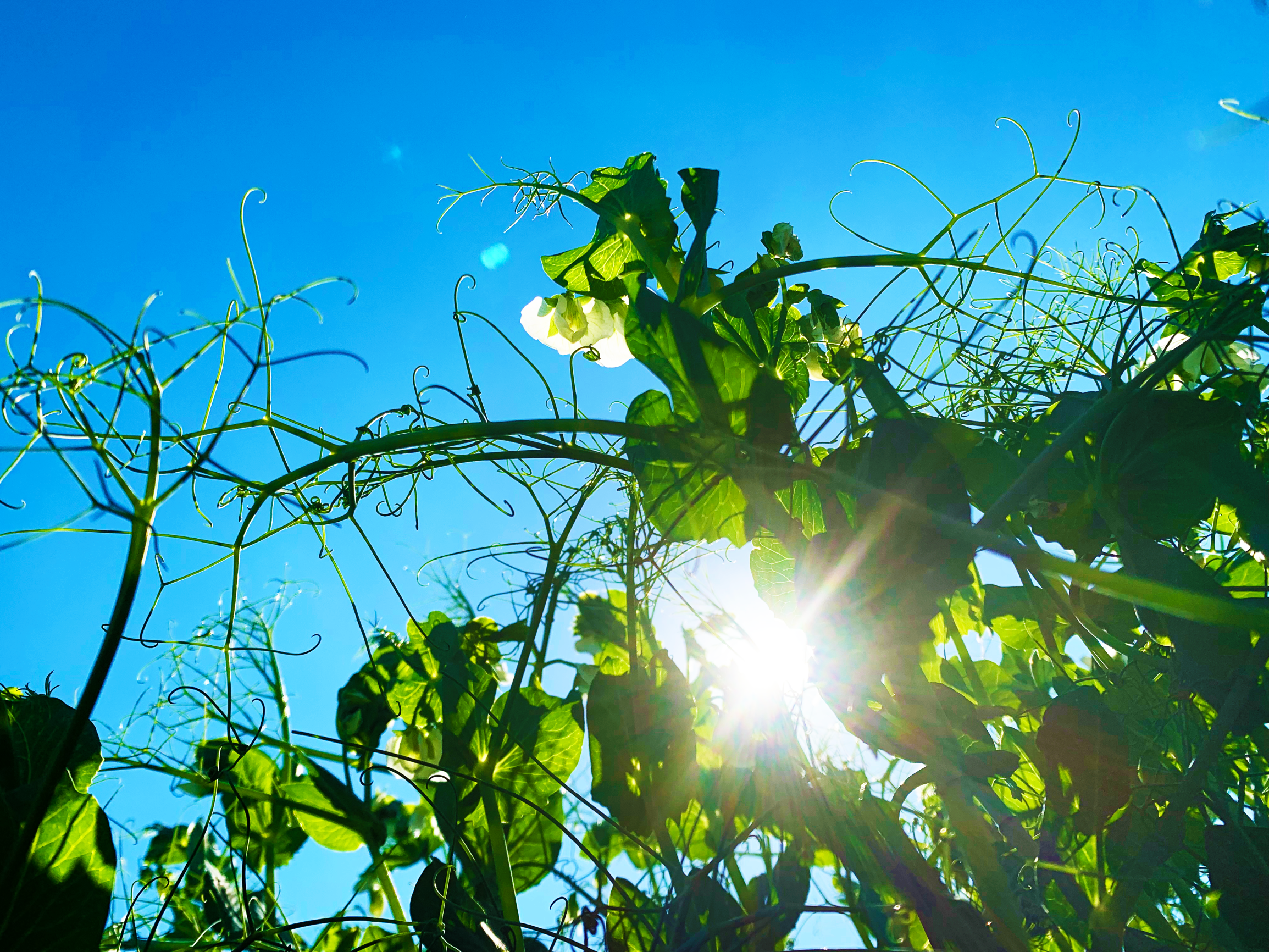 Smarter Weed Management for a Resilient Farm in North Dakota