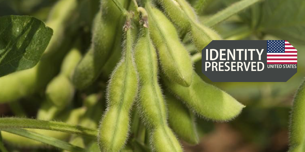 Soy beans green pods