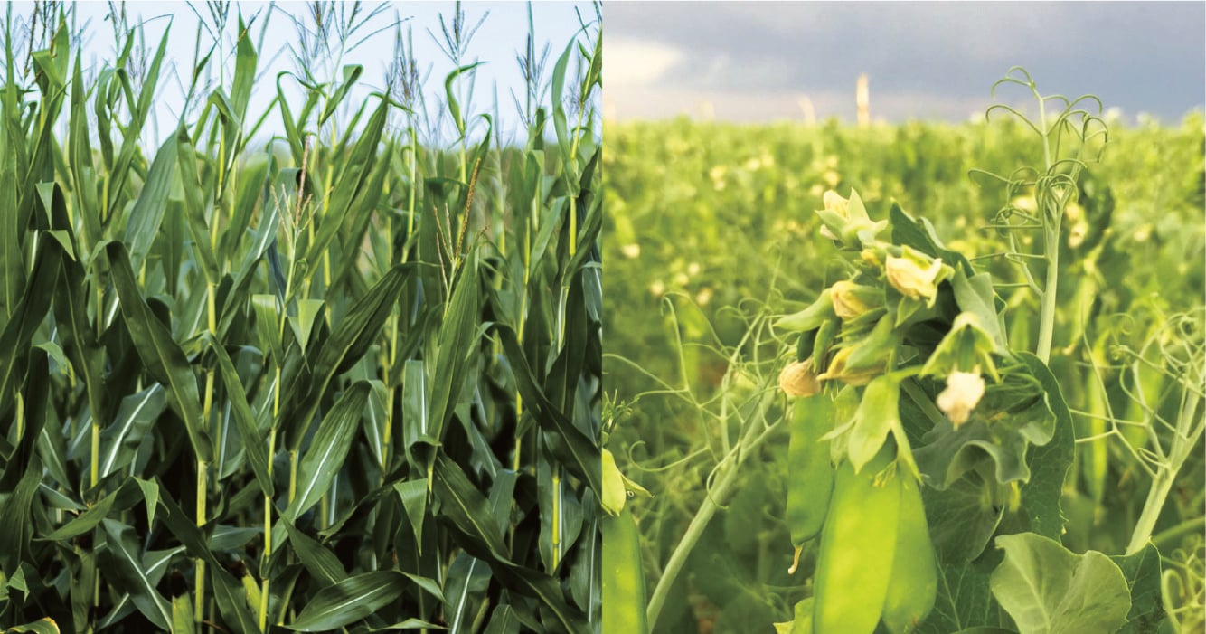 different kinds of crops growing in a field peas and corn